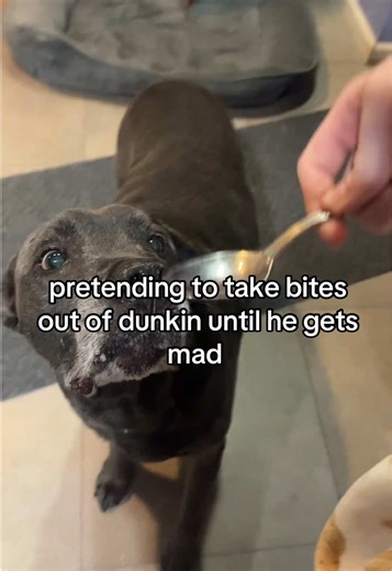 he tastes sour #foryou #foryou #foryoupage #dunkindadawg #dogs | dog