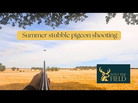 Summer stubble pigeon shooting.