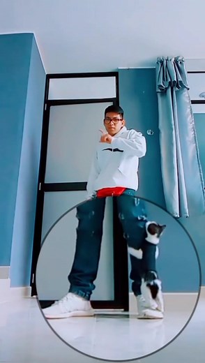 Adorable Flying Cat Compilation