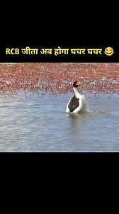 740K views · 10K reactions | RCB Jit Gaya Ab Hoga Ghachar Ghachar #comedy #comedyvideos #animallover #animal #funnyanimals #funnyvoice #funnydubbing #relatable #memes #memesdaily #funnyvideos #funnyposts #funny #entertainment #viralreels #viralvideos | Bibhash Kumar | Facebook