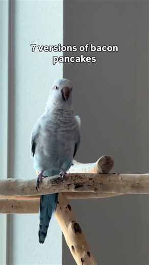 Adorable Quaker Parrot Moments Captured on Camera