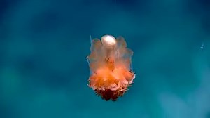 A rare encounter with a swimming dandelion siphonophore was during Dive 17 of the Deepwater Exploration of the Marianas expedition at Farallon de Medinilla. This dandelion is actually comprised of many individuals that all work together with some protecting the colony, some catching food, some reproducing, etc. These animals are usually observed anchored to seafloor, instead of swimming through the water column. by NOAA www.oceanexplorer.noaa.gov | The EARTH