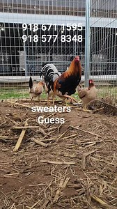 sweater broodpens | Guess farm