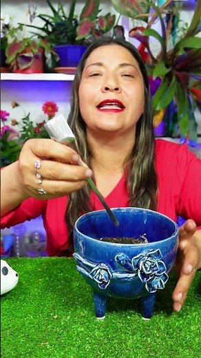 The most common problem that causes your cacti to die and how to solve it