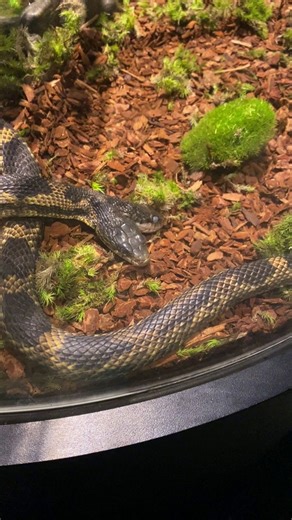 44K views · 339 reactions | Meet one of the most unique residents at...