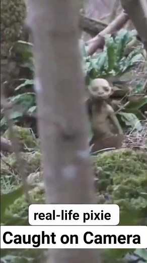 A real-life Pixie caught on camera, Fairies and Pixies are real #mythicalcreature #fairies