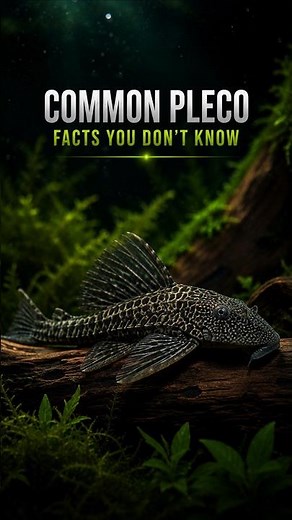 Common Pleco Facts You Didn't Know!
