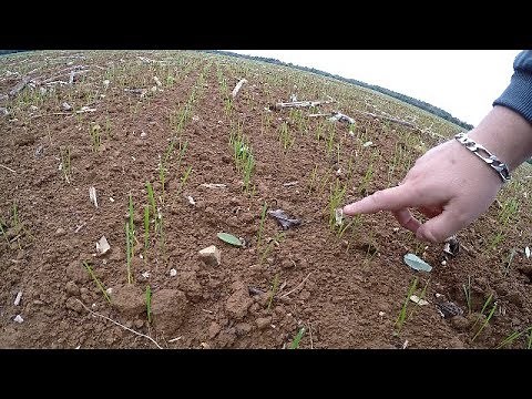 Quelques explication dans le blé.