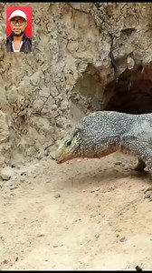 54K views · 246 reactions | Monitor Lizard Angrily Attaçks A Python Snake #fblifestyle | General Hub | Facebook