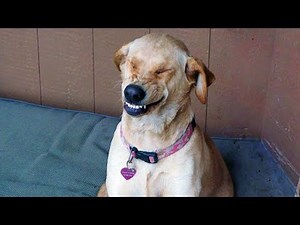 The FUNNIEST Animal 2024 make us LAUGH 😺🐶 Funniest Cats and Dogs Videos