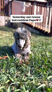 Yesterday, I took Papo for his last golf cart ride. The wind gently ruffled his fur as he looked around, taking in the world with his calm, soulful eyes. For a moment, it was like the weight of his struggles disappeared. He deserved so many more of those moments, but as I held him close, my heart broke knowing it would be his last. Papo’s story is one of unimaginable hardship. Found as a stray, he had likely spent his life outside. He was heartworm positive, had severe dental disease, and even c