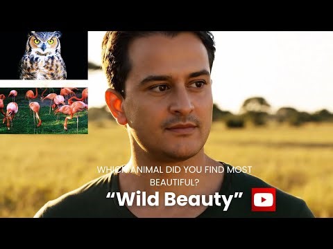 16 Minutes of the Most Beautiful Wild Animals on Earth