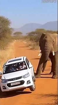 Elephant Destroys Car After Being Provoked by Tourists Real CCTV Footage