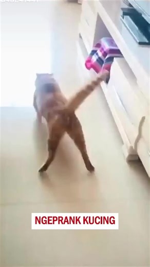 Tech Magic with Balli Bot Mogis