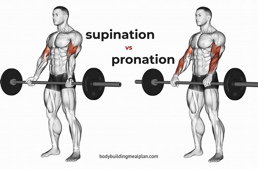 Supination vs Pronation: Hand Position & Muscles Worked