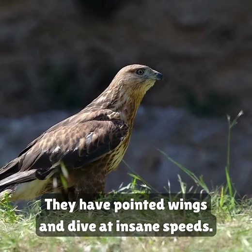 Falcon is the Fastest Animal on Earth! Hawk vs Falcon Real Difference #birds