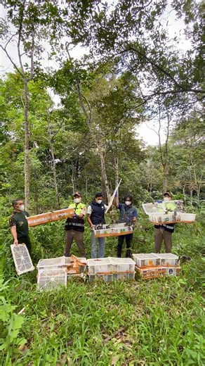 On Monday, May 17, 2025, FLIGHT assisted SKW III Lampung of BKSDA Bengkulu and the Lampung Quarantine Agency, Bakauheni Substation releasing hundreds of confiscated songbirds back into their natural habitat. The birds had been successfully confiscated on May 16, 2025, at Bakauheni Port, Lampung, as they were about to be smuggled to Java Island. Most of the birds have been released, while the rest are undergoing rehabilitation at our aviary in Wan Abdul Rachman Grand Forest Park. Once confirmed h