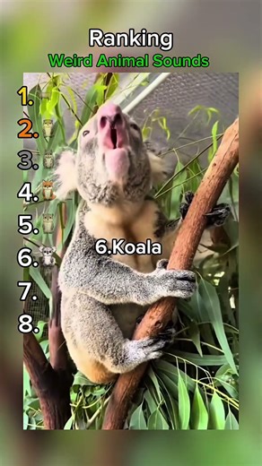 Ranking weird Animal sounds