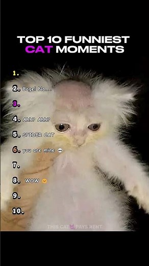 Ranking Funniest Cat Moments! Top 10 😂