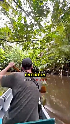 Amazon rainforest is MAN-MADE? - Joe Rogan