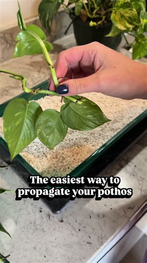 Simple Plant Propagation Tips for Everyone