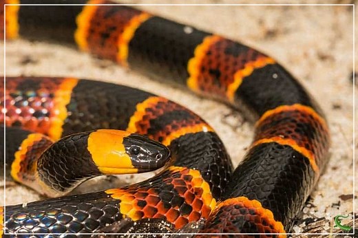 Coral Snakes in Texas (Meet the Only Species) - Reptile Jam
