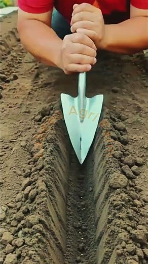 Furrow Digging, Seed Sowing, and Soil Leveling Technique 🌾⛏️🌱