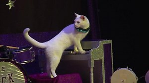 A look at the Amazing Acro-Cats circus troupe