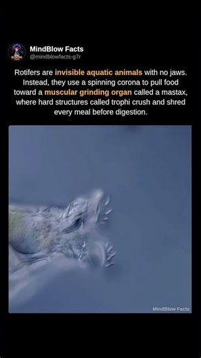 The Rotifer's Microscopic Grinding Machine