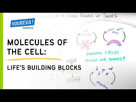 Molecules of the Cell: Life's Building Blocks