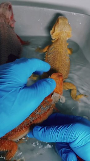 Adorable Bearded Dragon Care Tips & Tricks for Pet Owners