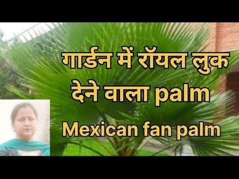 Washingtonia robusta plant care tips and propagation #yt video
