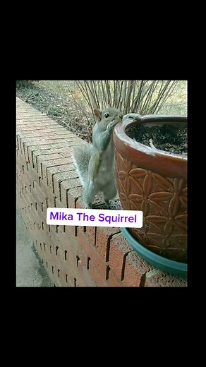 Why do squirrels roll in dirt