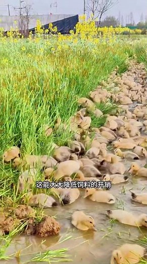 为什么要把小鸭子扔进水里 # 养鸭