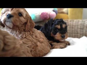 Toy Cavoodles