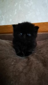 Kitten on photo AVAILABLE ⛳️If you are looking for a quality kitten to show, or breeding or just a pet to love💖please, write us an e-mail: exoplanet.cattery@gmail.com 📧 or private message on Facebook 📩 Tell us about yourself and your plans for a cat 🐾 Also inform where you live to decision on shipping at once ✈️ ✅Our cattery is located in Europe✅ We shipping worldwide 🌍🌎🌏Before writing to us, make a decision 🎯You are ready to receive a cat from abroad? If to follow the news of our catter