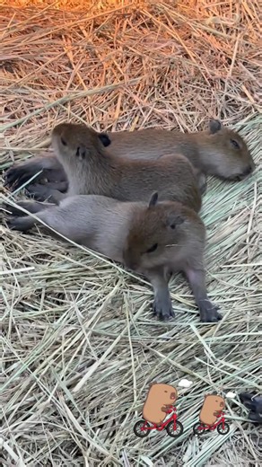 #happiness #peace #love #funytiktok #capybara @Capyfun | capybara