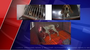 Undercover investigation shows dogs being used in labs for testing