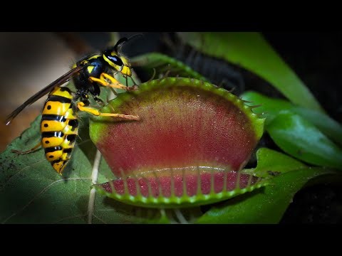 My Venus Flytraps Try to Catch a Giant Queen Wasp | Inside My Carnivorous Plant Room