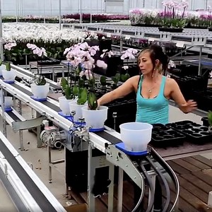 3M views · 19K reactions | Created by WPS in the Netherlands, the Walking Plant System fully automates the processing of plants in a nursery on a major scale. Not only does this process save on time but it provides better use of space and huge labor savings. | Interesting Engineering | Facebook