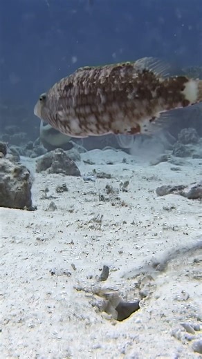 Camouflaged crocodilefish feeding on the sandy bottom of the Red Sea