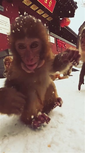 Animal’s Life Channel *_ Cold season monkeys #animallovers #babymonkey #animals #babyanimal #funny