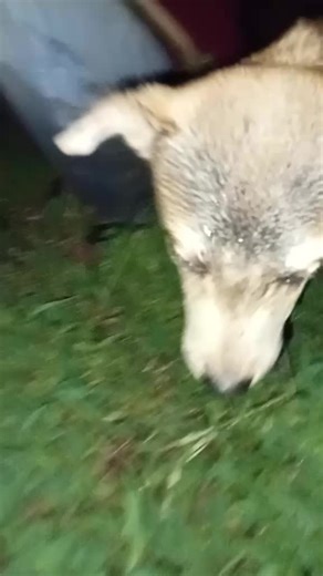 pulang pordes#asrek #pordesgarsel #pordesgarut #pordessumedang