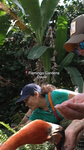 Flamingos eating straight from your hand?! SIGN ME UP!! Flamingo Gardens in Davie is one of those places that makes me fully lose it. Flamingos. Peacocks just wandering around. Green everywhere. I’m overwhelmed in the best way. I would happily stay here all day. Visit Lauderdale | LoveFL