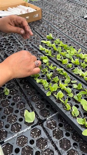 Hand sticking cuttings into plug trays which will root into the soil within a couple weeks. These trays will be shipped out to greenhouses all over North America. | Sharkey's Greenhouses
