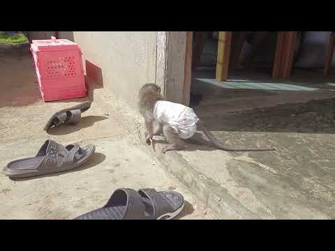 OMG! Is monkey mocci trying to escape to find his mother??