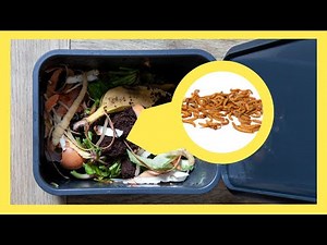 How to Prevent Maggots From Taking Over Your Green Bin