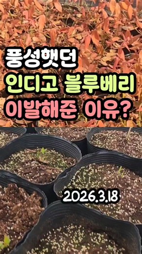 Heavy pruning blueberries in spring leads to a shoot explosion #Blueberry #HeavyPruning #ShootMan...