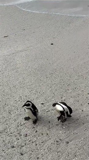 Observing Penguins, Southern Africa, Contiki from Eryn C. 🐧