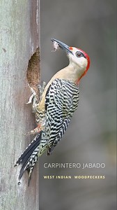 Aves de Cuba 🇨🇺: 🐦 Carpintero Jabado Especie de ave de Cuba, Bahamas, Islas Turcas y Caicos y Gran Caimán. 🇺🇸 West Indian Woodpecker 🧬 Melanerpes Supersiliaris #birdsofcuba #birds #birdwatching #westindian #avesdecuba | Ángel Miguel Caballero